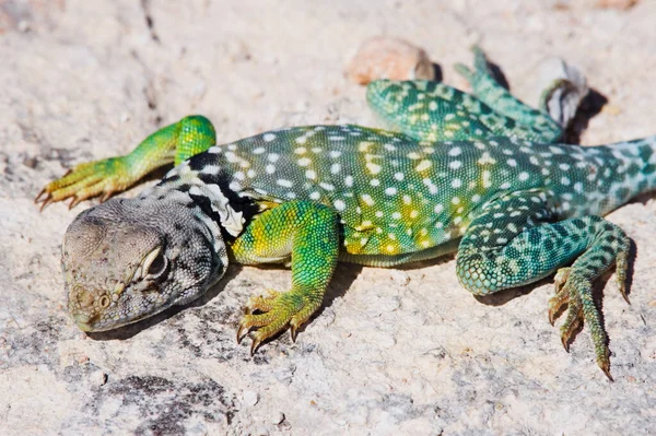 Green Lizard Natural Habitat — Stock Photo, Image