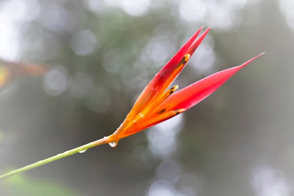 Flower Maui Hawaii Usa — Stock Photo, Image