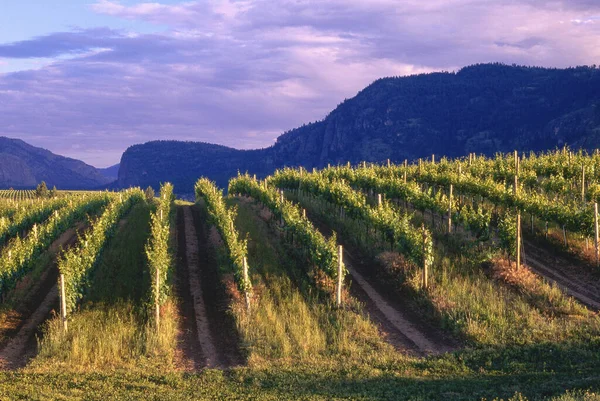 Vineyard Okanagan British Columbia Canadá — Fotografia de Stock