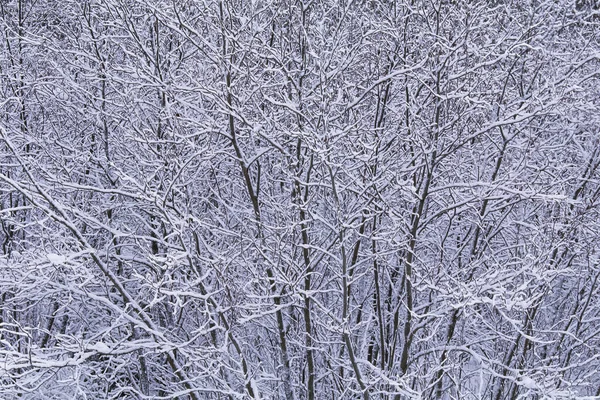 Snow Covered Trees Algonquin Provincial Park Ontario Canada — стокове фото