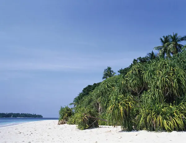 Пальмовые Деревья Пляже Феликс Мальдивские Острова — стоковое фото
