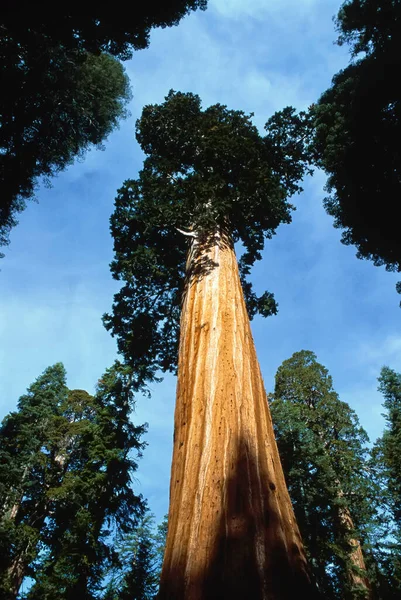 Giant Sequoias Grant Grove Kings Canyon National Park California Usa — 스톡 사진