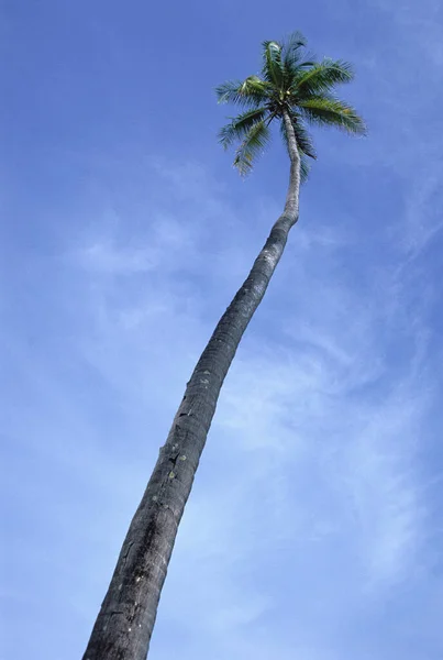 Palm Tree Och Sky Maldiverna — Stockfoto