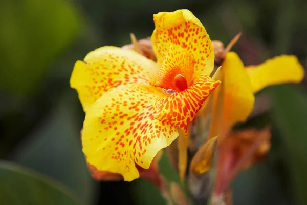 Крупный План Экзотического Цветка Орхидеи — стоковое фото