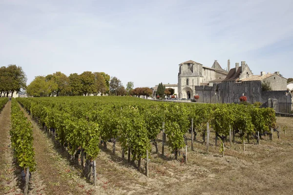 Wijngaard Saint Emilion Bordeaux Gironde Aquitaine Frankrijk — Stockfoto