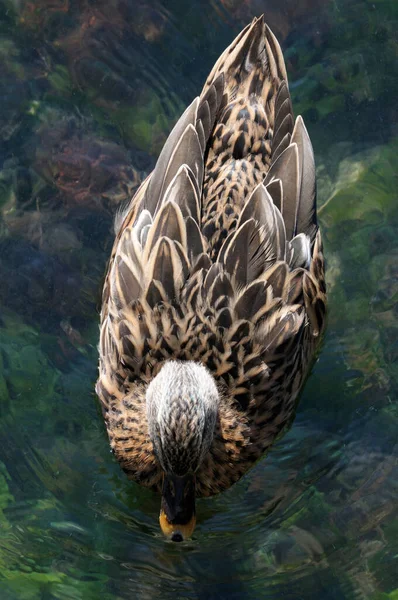 Herault 水上鸭子的俯视图 — 图库照片