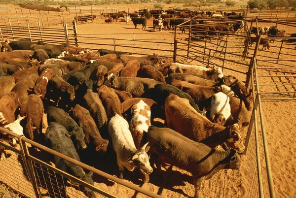 Rinderstation Conner Northern Territory Australien — Stockfoto