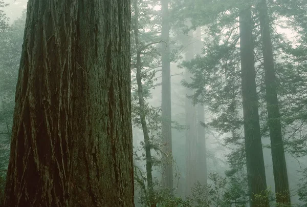 Lady Bird Johnson Grove Redwood Ulusal Parkı California Abd — Stok fotoğraf