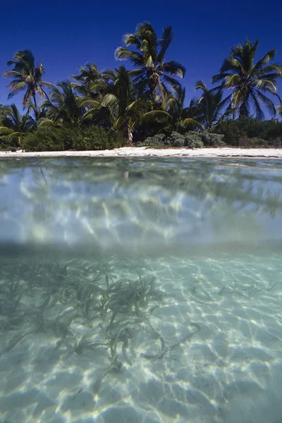 Caribbean Sea Tropical Island Isla Contoy Mexico — Stock Photo, Image