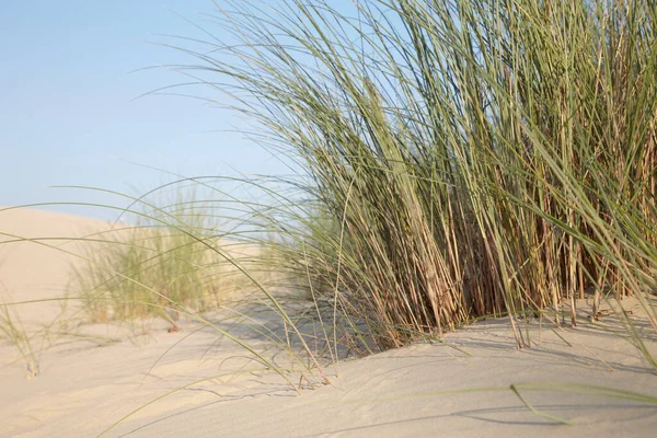 Sand Dunes Biscarrosse Landes Aquitaine France — Stock Photo, Image