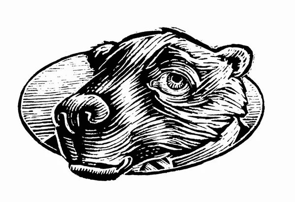 Ilustracja Niedźwiedzia Białym Tle — Zdjęcie stockowe