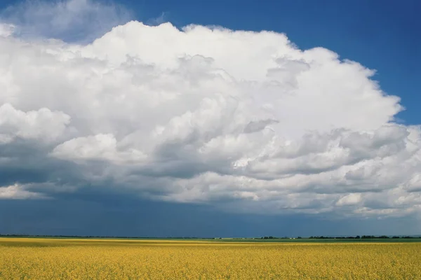 Canola Field Storm Clouds Southwest Hanley Saskatchewan Canada — Stock Photo, Image
