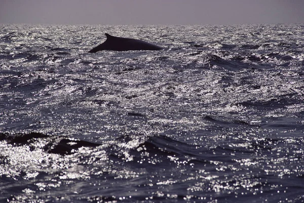 Isla Finback Whale Grand Manan Bahía Fundy Nuevo Brunswick Canadá — Foto de Stock