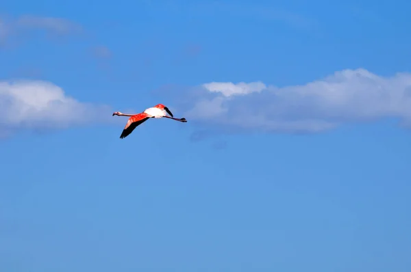 Flamingo Frontignan Herault Languedoc Roussillon França — Fotografia de Stock