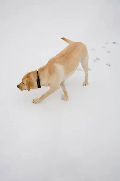 Отслеживание Собак Снегу — стоковое фото