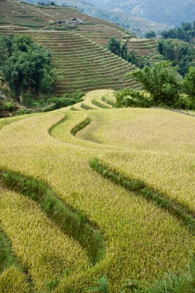 Rice Fields Lao Cai Province Vietnam — Stock Photo, Image