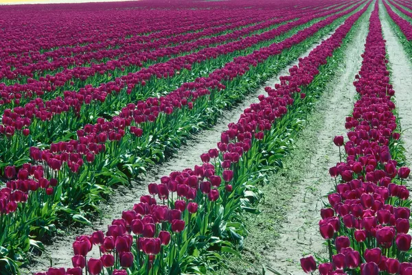 Tulip Fields Mount Vernon Skagit Valley Washington Usa — Stock Photo, Image