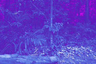 Mor ve mavi rengin soyut orman arkaplanı