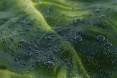 yeşil su damlaları