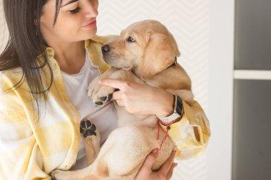 A small Labrador puppy in the arms of his owner in a yellow plaid shirt