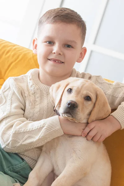 Boy Knitted Sweater Poses Yellow Sofa His Labrador Puppy — Stok fotoğraf
