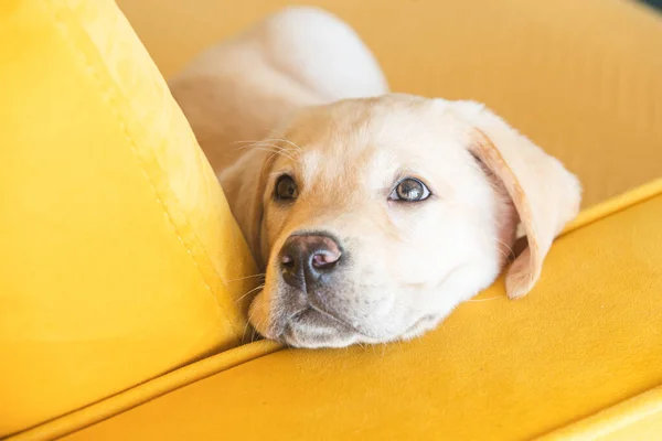 Little Labrador Puppy Yellow Sofa — Photo