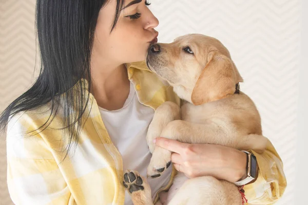 Small Labrador Puppy Arms His Owner Yellow Plaid Shirt — Stockfoto