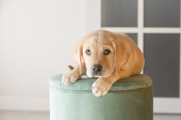 Cãozinho Labrador Num Pufe Verde Tiro Fundo Leve Fotos De Bancos De Imagens