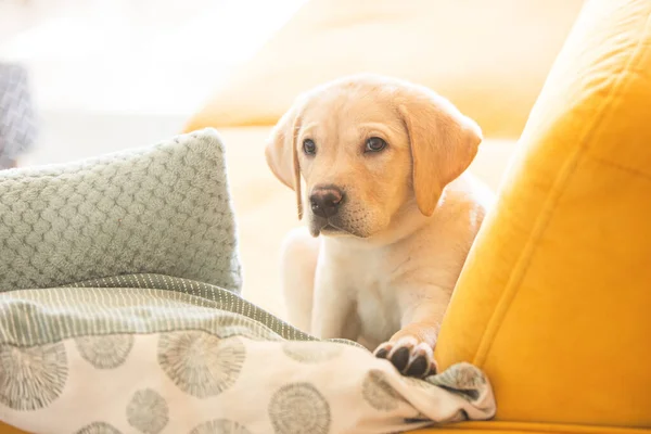 Pequeno Cachorro Labrador Sofá Amarelo Fotos De Bancos De Imagens Sem Royalties