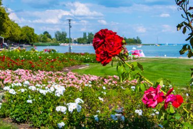 Balaton Gölü 'nün Balatonfued Limanı' ndaki gül bahçesi.