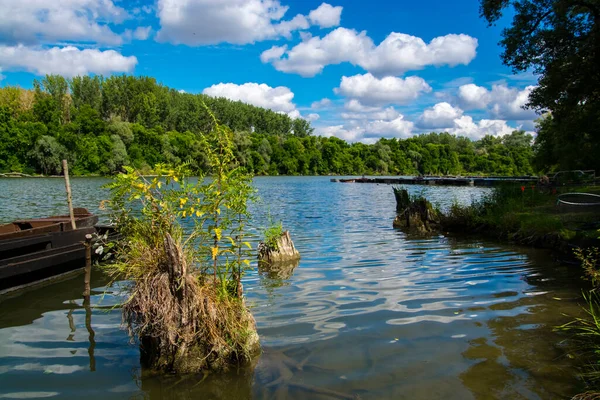 Eine Kleine Insel Aus Baumstämmen Mit Pflanzen Wasser Martely — Stockfoto