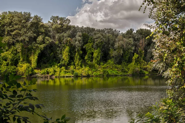 stock image Tisza river in Martely with gallery forest