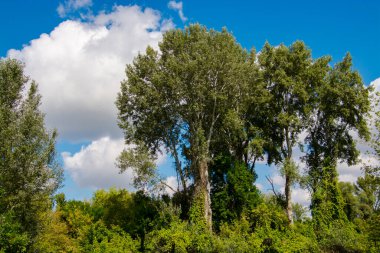 Yüksek ağaçlar ve mavi gökyüzü ile galeri ormanı