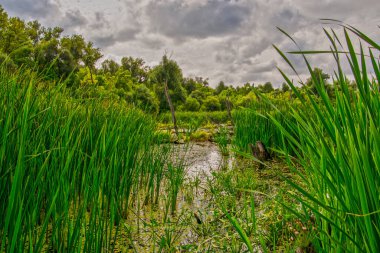 Sonbaharda Martly 'de Tisza nehrinin yanında bataklık