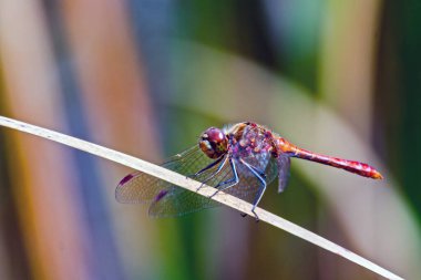 Lanetli yusufçuk, bilimsel adı Sympetrum sanguineum.