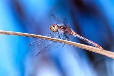 Lanetli yusufçuk, bilimsel adı Sympetrum sanguineum.