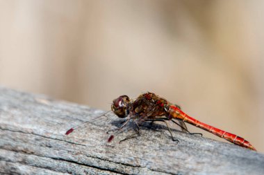 Lanetli yusufçuk, bilimsel adı Sympetrum sanguineum.