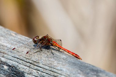 Lanetli yusufçuk, bilimsel adı Sympetrum sanguineum.