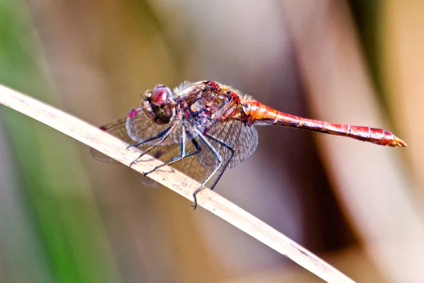 Ruddy Darter Dragonfly Its Scientific Name Sympetrum Sanguineum — Stock Photo, Image
