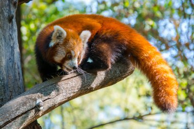 Kızıl panda, bilimsel adı Ailurus fulgens