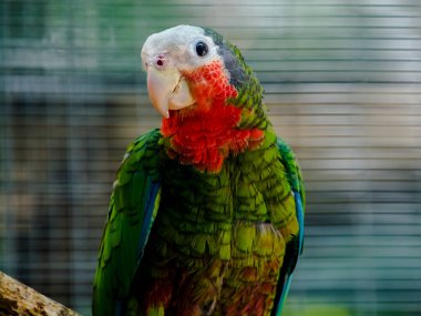 Küba amazonu. Bilimsel adı Amazona lökosephala.