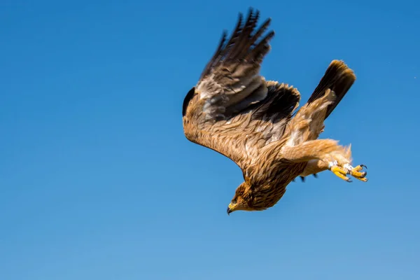 Східний Імперський Орел Його Наукова Назва Акила Геліака — стокове фото