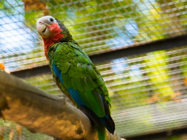 Stock image Cuban amazon, its scientific name is Amazona leucocephala