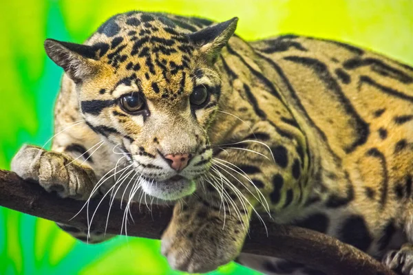 Clouded Leopard Its Scientific Name Neofelis Nebulosa — Stock Photo, Image