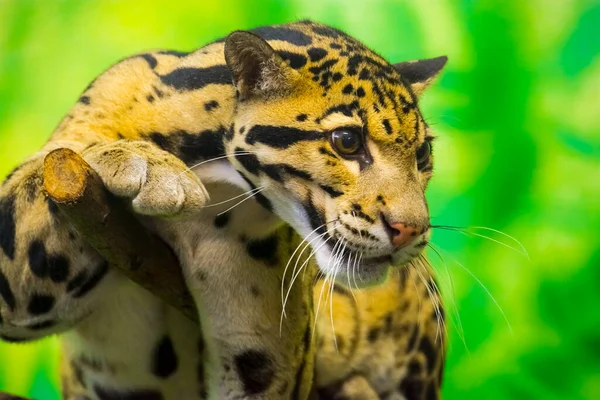 Zatažený Leopard Jeho Vědecké Jméno Neofelis Nebulosa — Stock fotografie