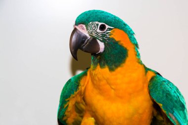 Mavi boğazlı papağan, bilimsel adı Ara glaucogularis.