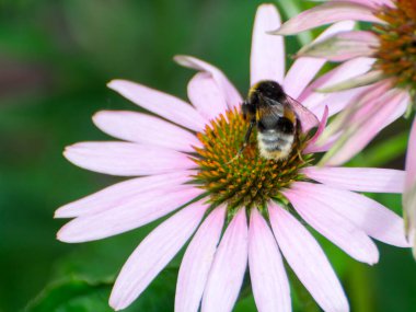 Dar yapraklı mor coneflower, bilimsel adı Echinacea angustifolia ve bir yaban arısı.