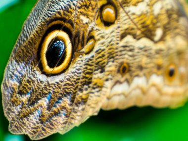 Mavi Peleides 'in Morpho Kelebeği' nin kanadında