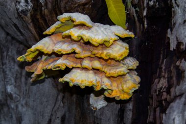 Ormanların yengeci, bilimsel adı Laetiporus sülfür.