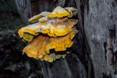 Ormanların yengeci, bilimsel adı Laetiporus sülfür.